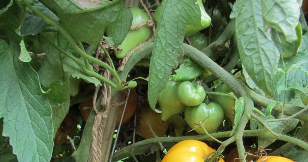 The Rusted Vegetable Garden