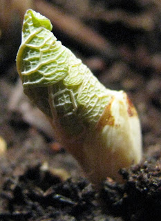 Sanguinaria canadensis bud