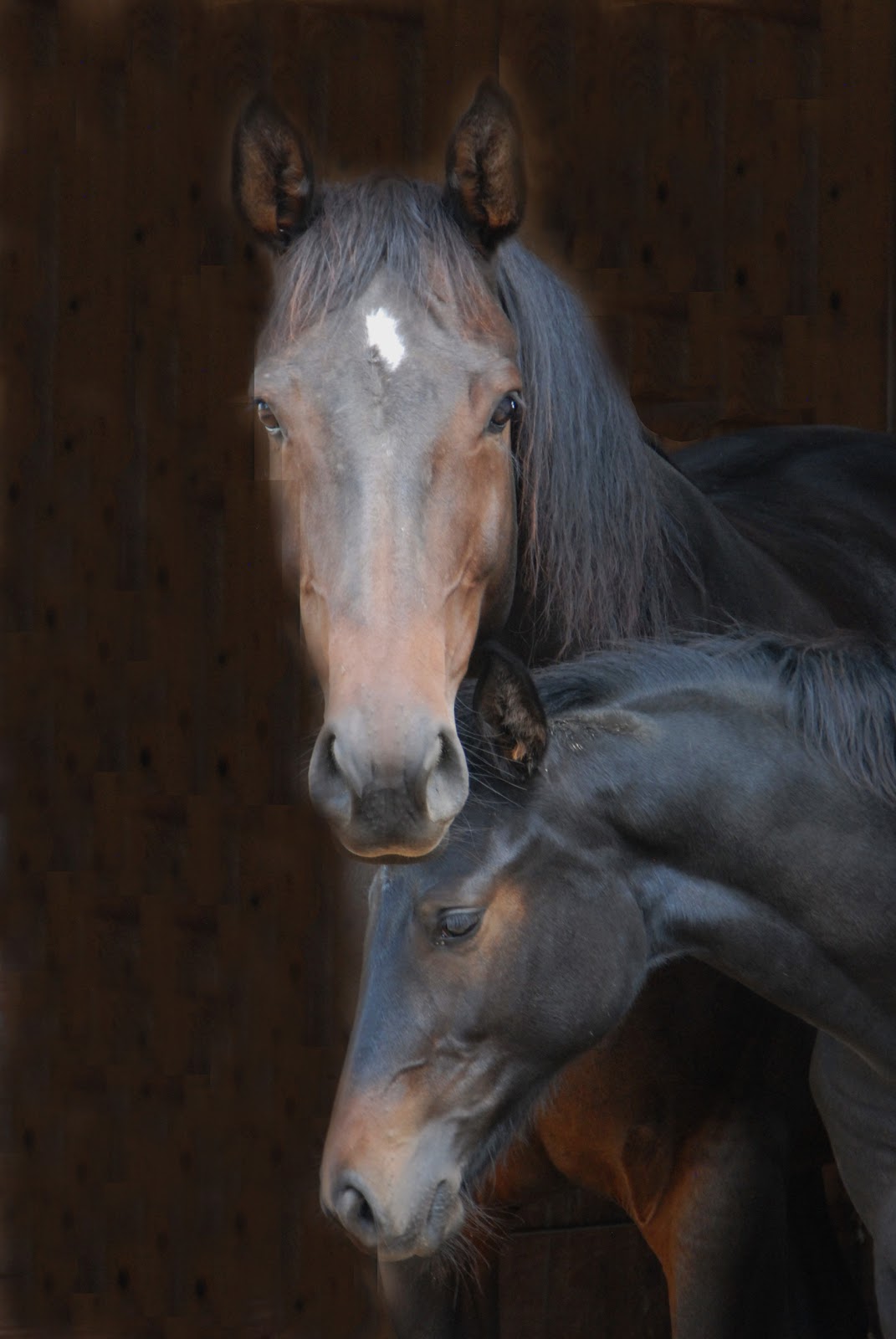 MeyeFx Photos Beautiful Horse Portraits