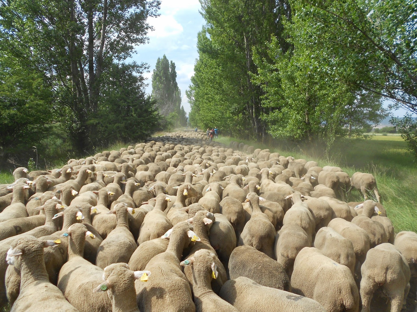 TIERRA DE TRASHUMANTES torosentado