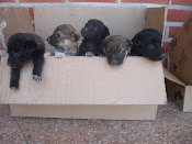 AMIGUITOS EN ADOPCIÓN