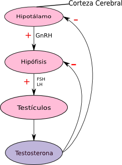 Biosintesis de esteroides en el ovario