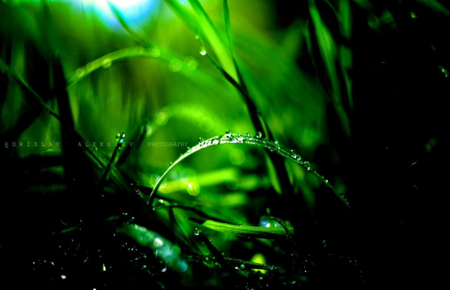 Grass Green Dew Drops Nature HD Wallpaper ZoomWalls Grass Green Dew Drops Nature HD Wallpaper ZoomWalls