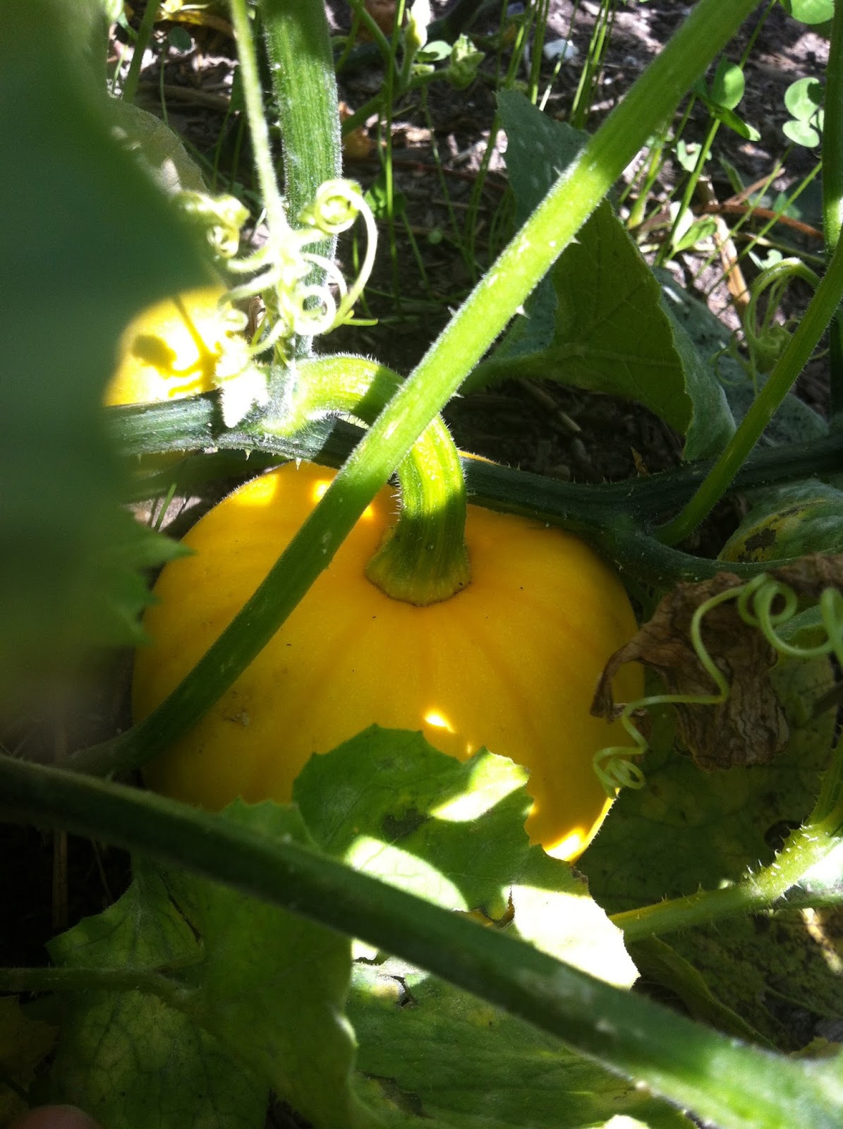 Crazy Suburban Gardener Rotten squash!