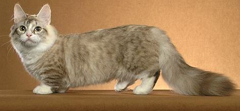 Which Cat Breed Has A Long Body But Shorter Legs Which Cat Breed Has A Long Body But Shorter Legs