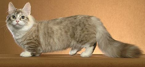 Siamese Munchkin Cat