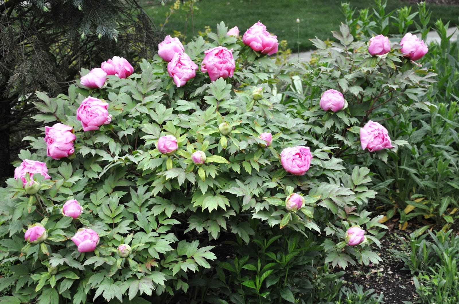 Serendipity Refined Blog This Week In My Garden My Love of Tree Peonies
