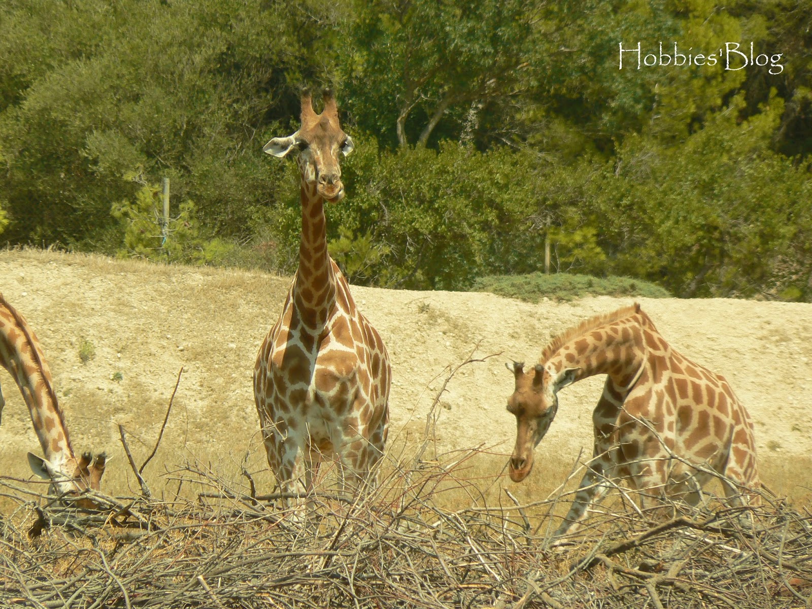 rencontre sigean