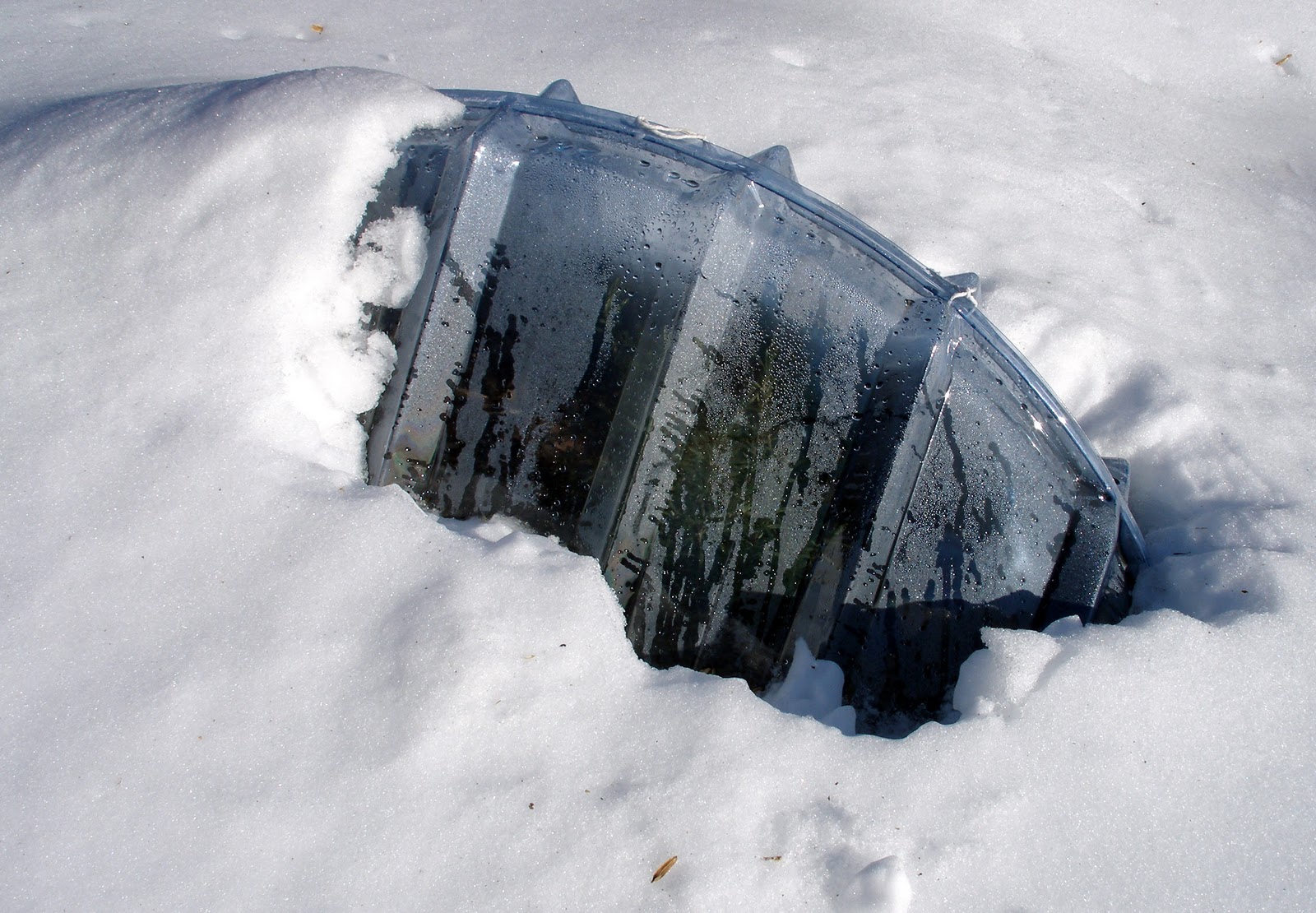 Living the Frugal Life Overwintering Rosemary in Zone 6