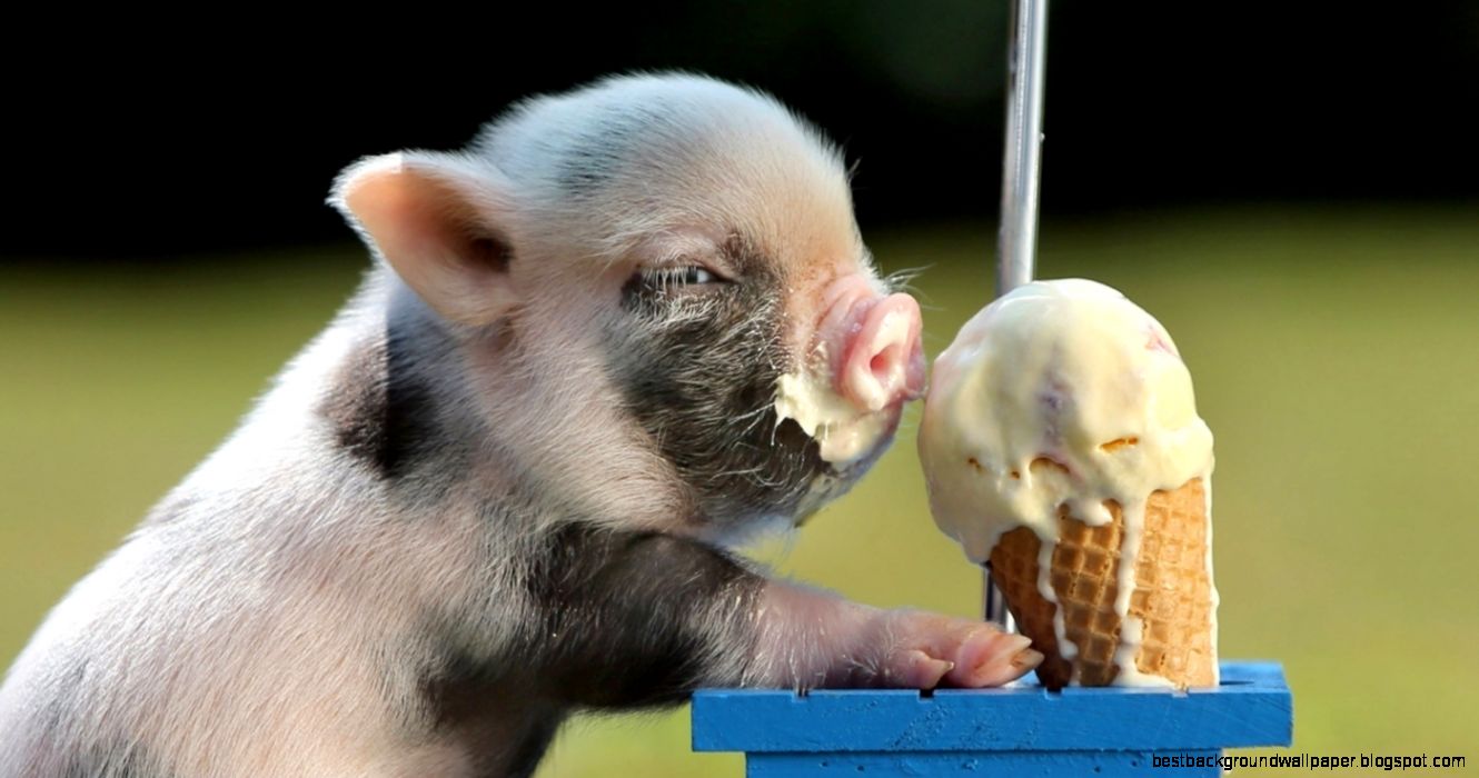 Top 4 Common Misconceptions About Teacup Pigs Top 4 Common Misconceptions About Teacup Pigs