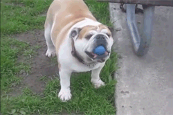 Funny animal gifs - part 110 (10 gifs), dog shows cool ball trick