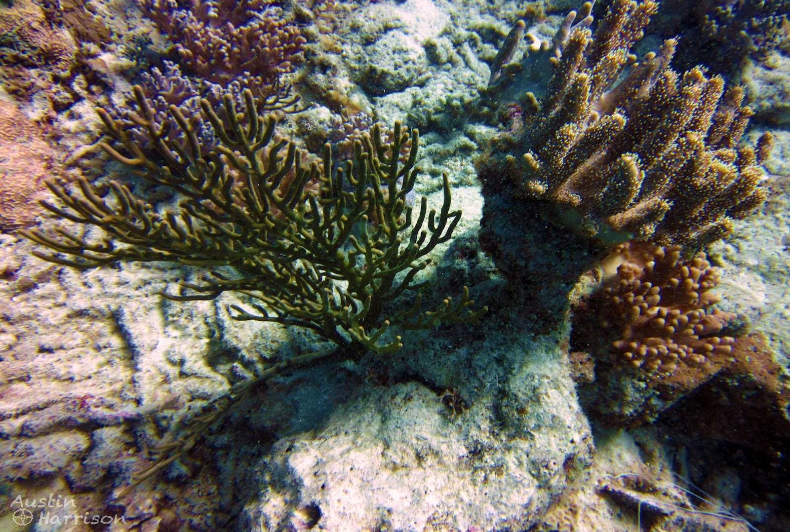 The Ramblingstone Australia Diving on The Great Barrier Reef!