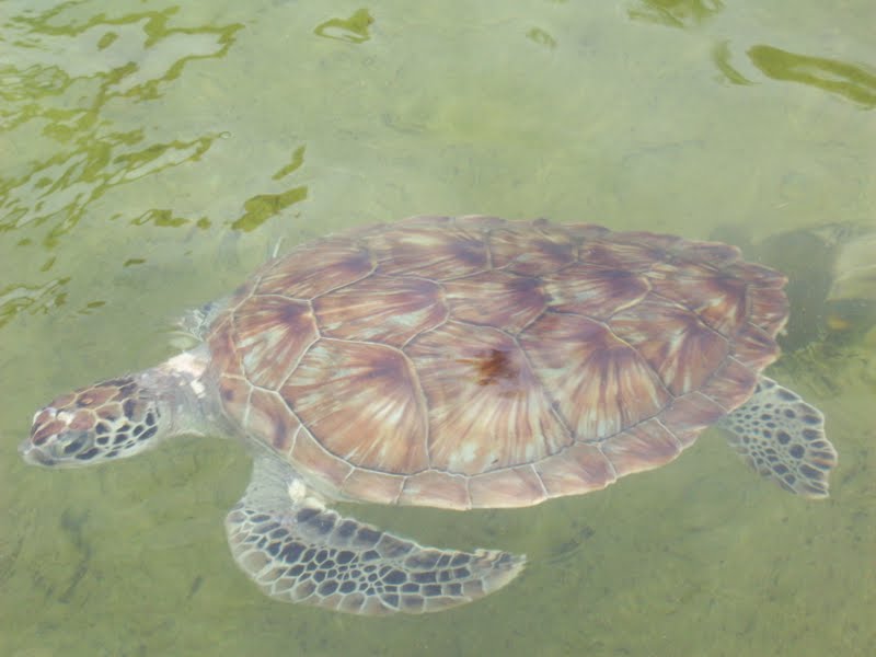 Flavors by Four Grand Cayman and Eggplant and Roasted Red Pepper Pasta