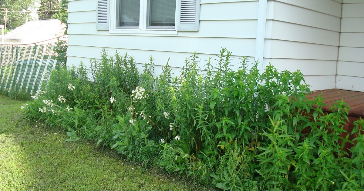 Improved Ecosystems Native Plants in Ripon, WI
