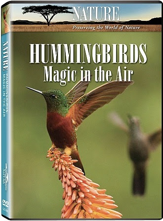 HUMMINGBIRDS-HD