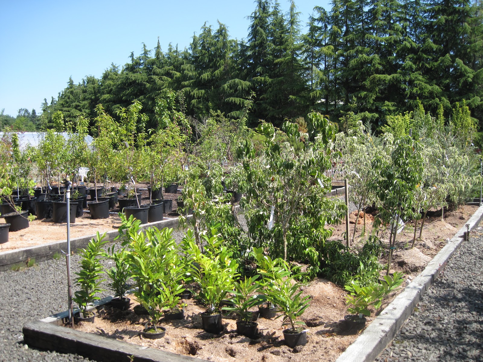 Bonney Lassie A Trip to The Barn Nursery in Olympia, WA