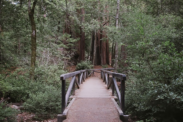 Big Basin Redwoods State Park