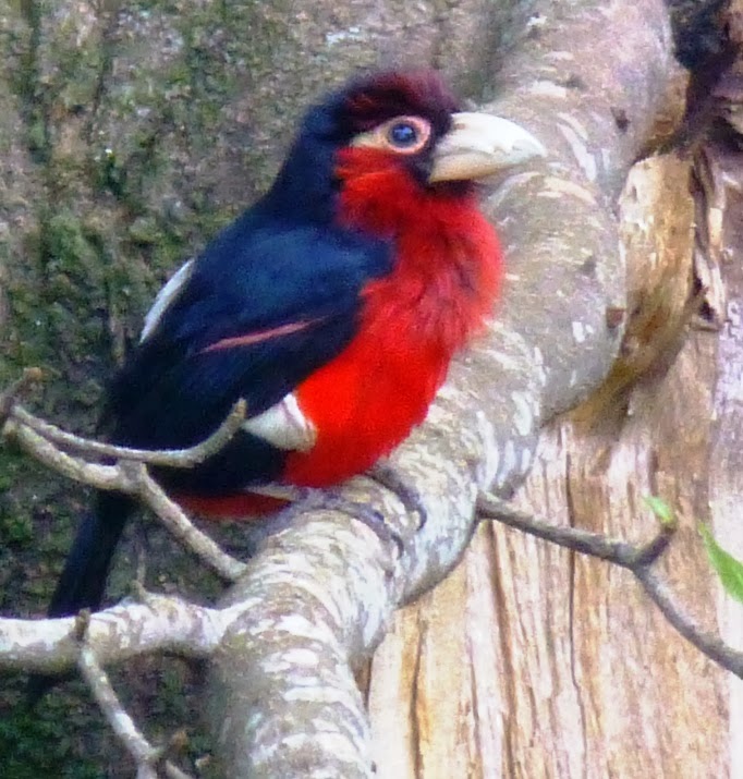 double toothed barbet