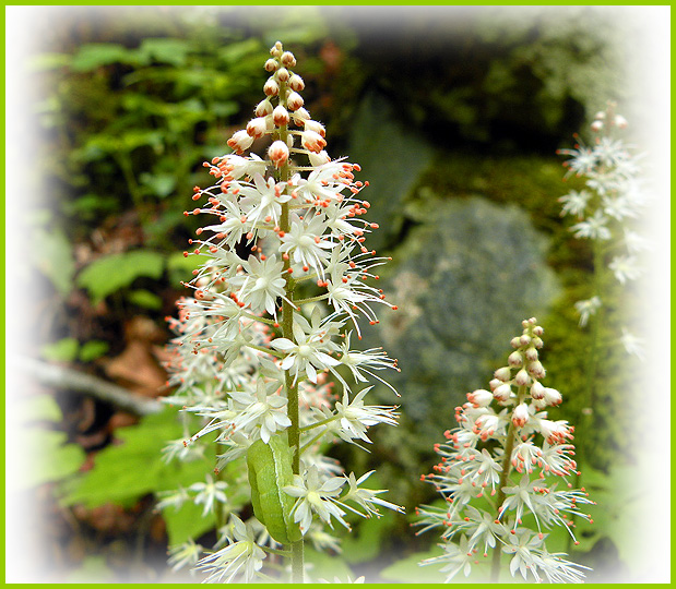 Cumberland Gal Spruce Flats & Honey Cove Hikes