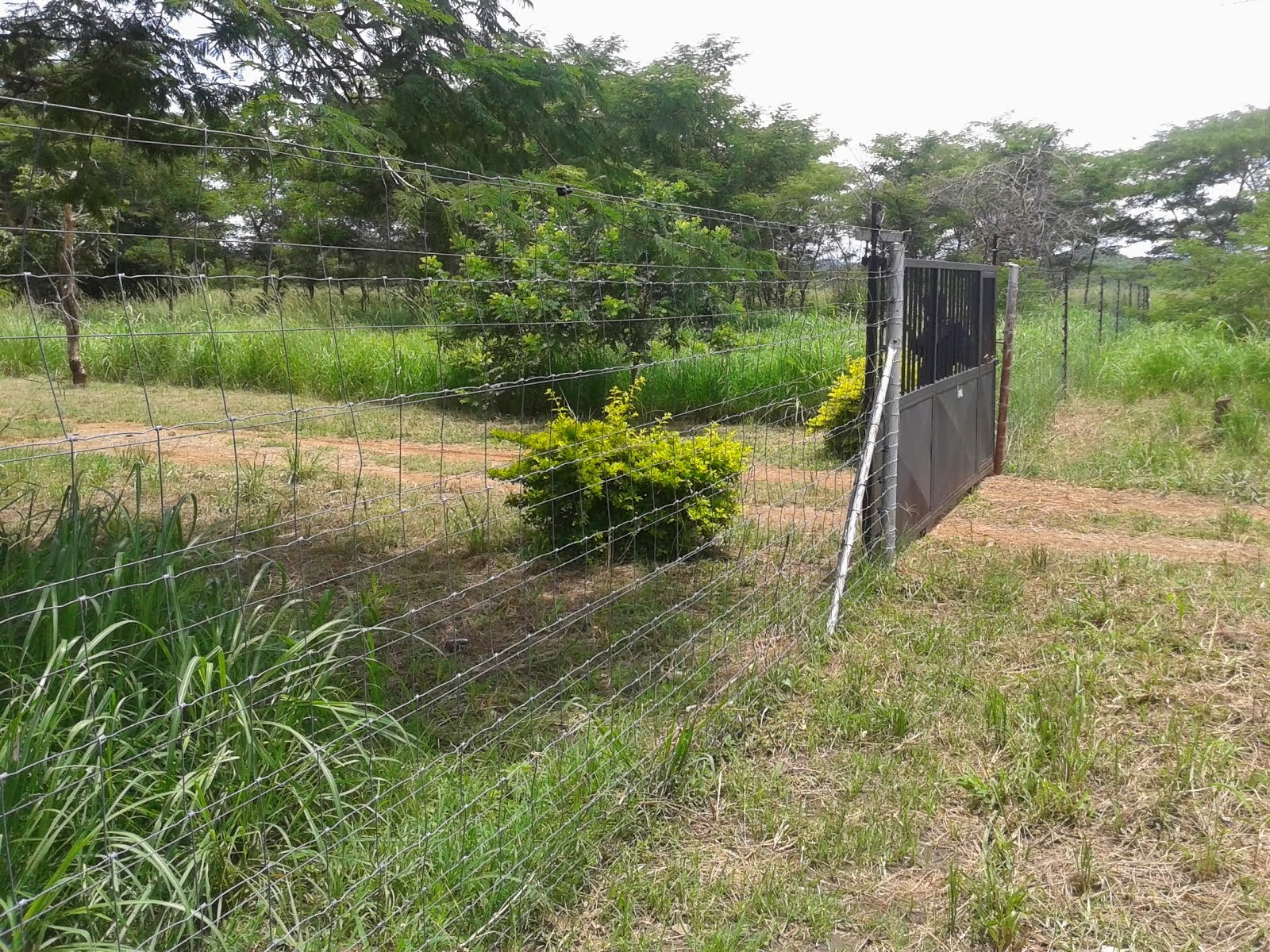 Farms for Sale Mpongwe Zambia Central Estates FARMS FOR SALE IN
