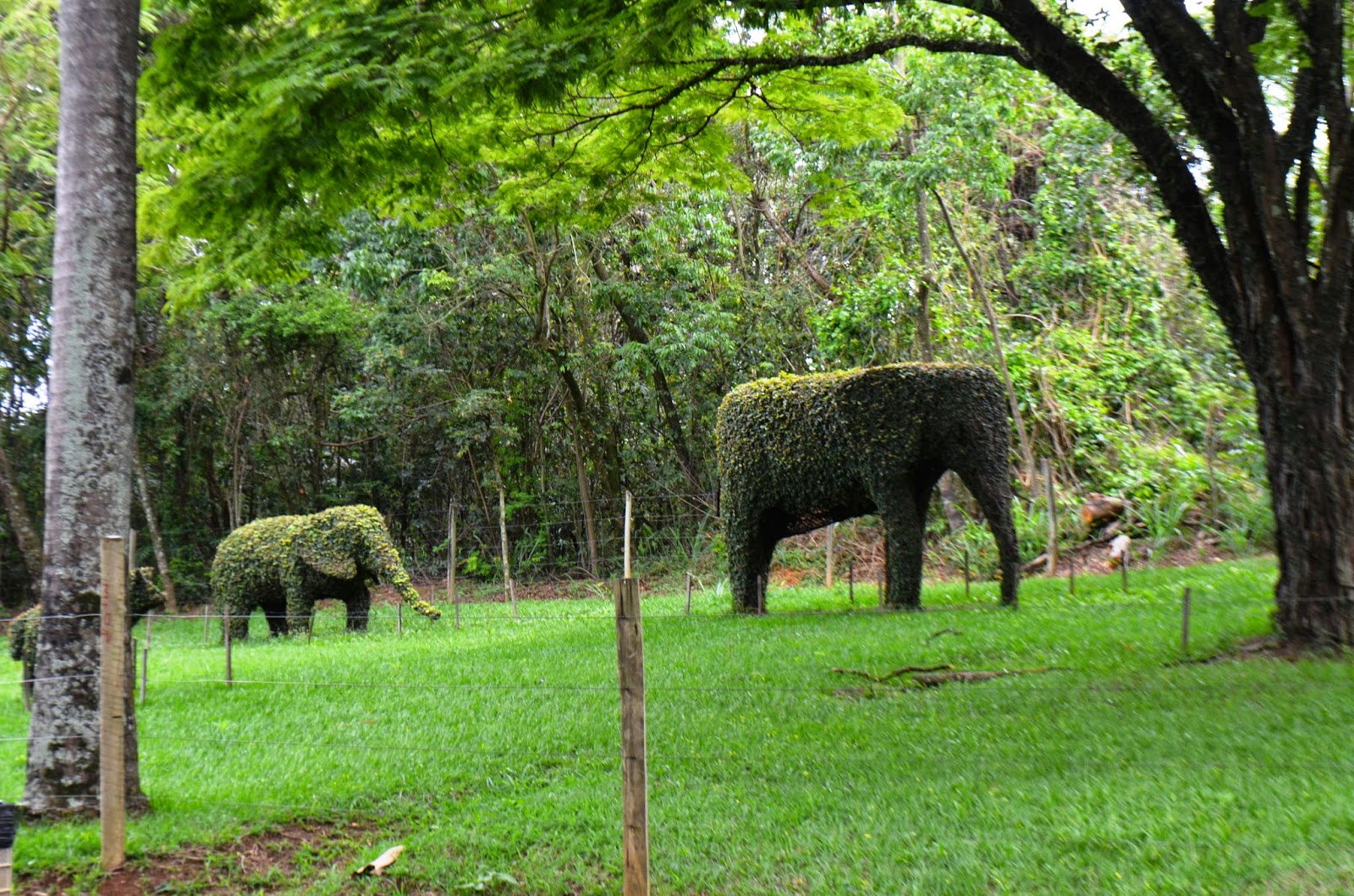 FOTOS DE VIAGENS JARDIM BOTÂNICO DE BELO HORIZONTE, MG