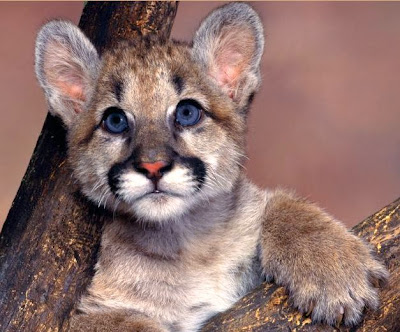 Cute Baby Pumas