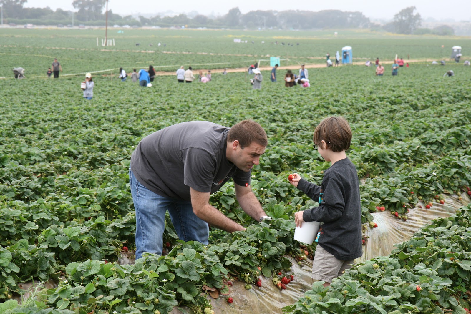OC Mom Blog Strawberry Picking