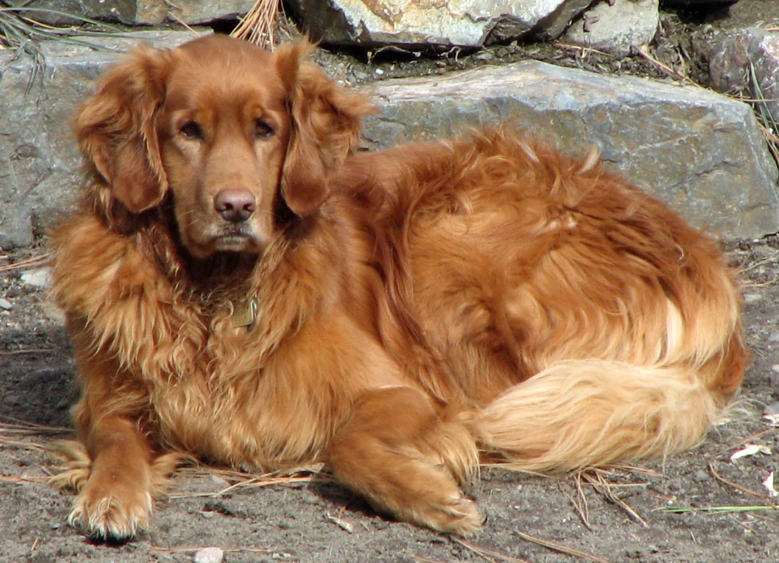 http://3.bp.blogspot.com/-puslIZ8gRxc/UMriQj-UBiI/AAAAAAAAAqk/0xBG8SMPyHM/s1600/Golden+Retriever+4.jpg