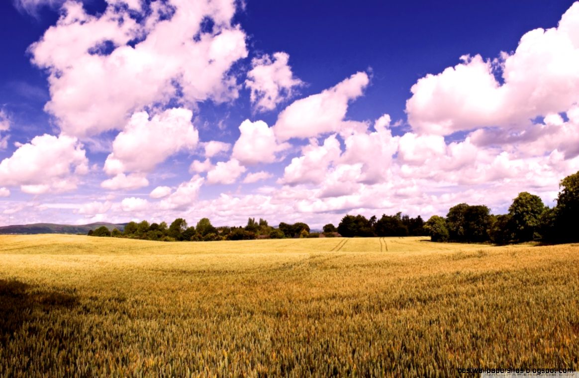 Amazing Summer Field HD desktop wallpaper Widescreen High Amazing Summer Field HD desktop wallpaper Widescreen High
