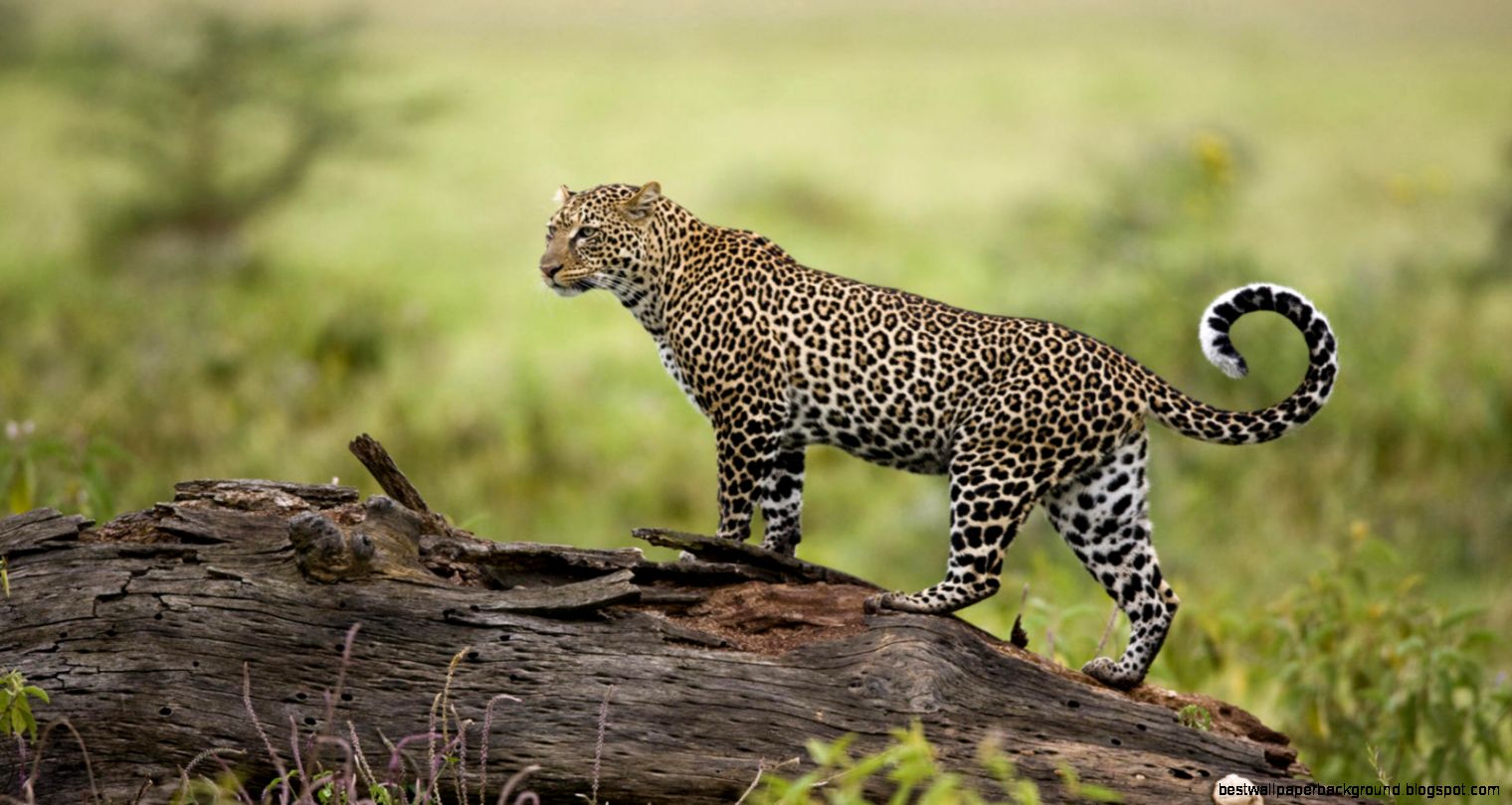 Leopard Desktop 6992076 Leopard Desktop 6992076