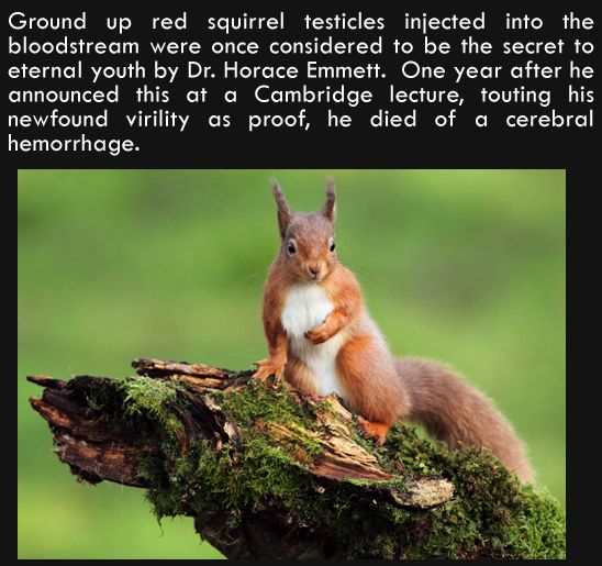 Are Squirrel Testicles The Secret to Eternal Youth? RIF 57