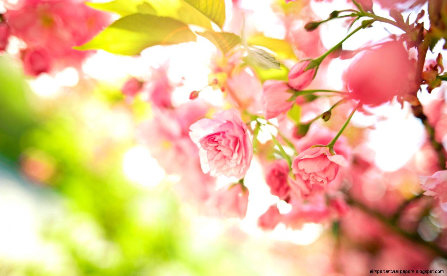 1680x1050 Pink flowers bush Wallpaper 1680x1050 Pink flowers bush Wallpaper