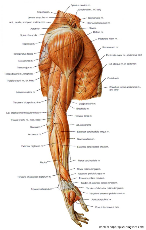Human arm muscle anatomy in detail the function Human arm muscle anatomy in detail the function