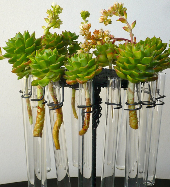 Plants in Test Tubes Kuriositas