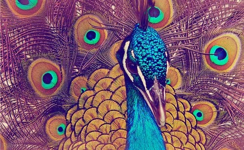 THE PEACOCK FEATHERS