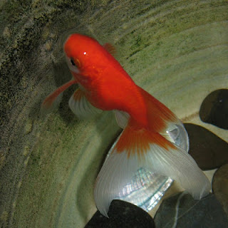 Goldfish Pictures - Red Fantail Goldfish