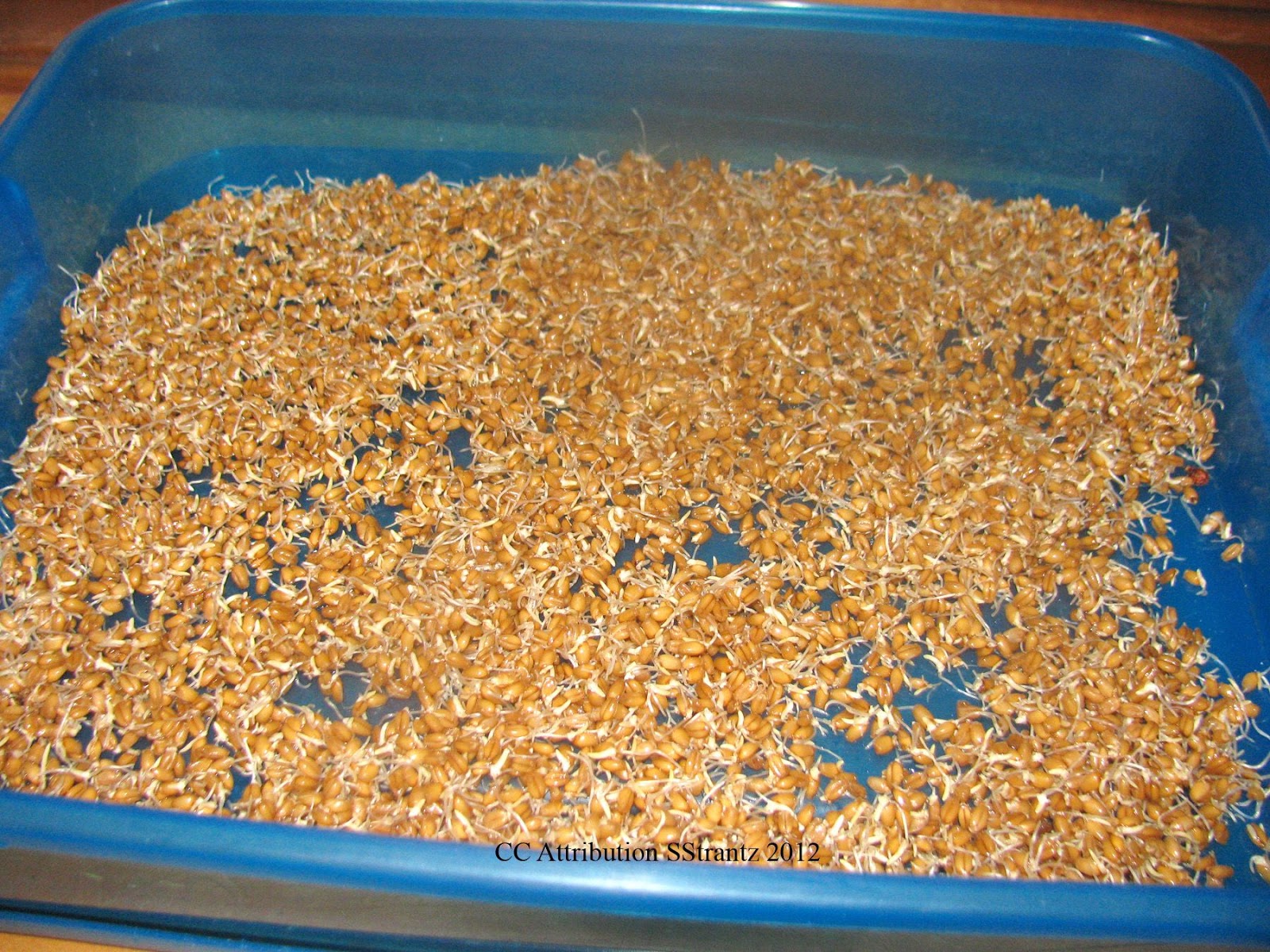 Germinated grain - who will benefit, and who only hurt Germinated grain - who will benefit, and who only hurt