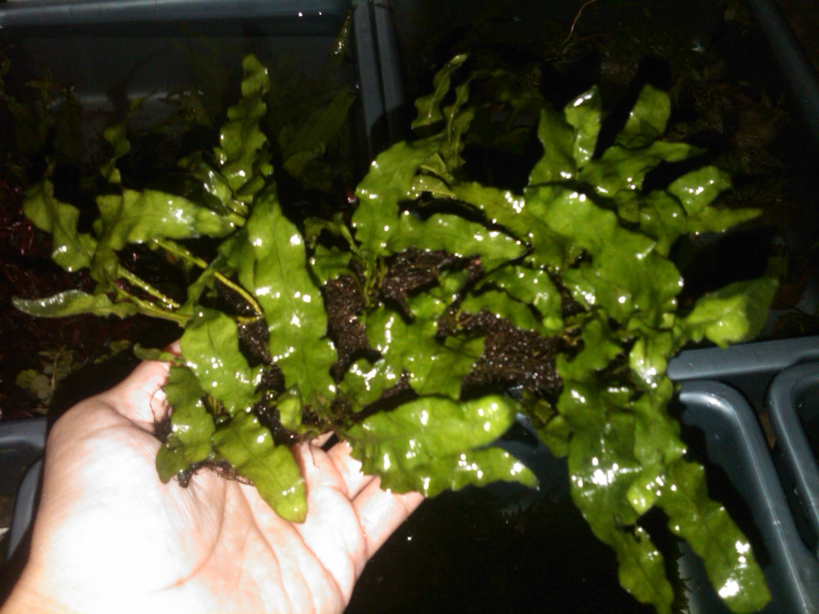 aquascape kl jenis tanaman aquascape ra restya aquascape aquascape kl jenis tanaman aquascape ra restya aquascape