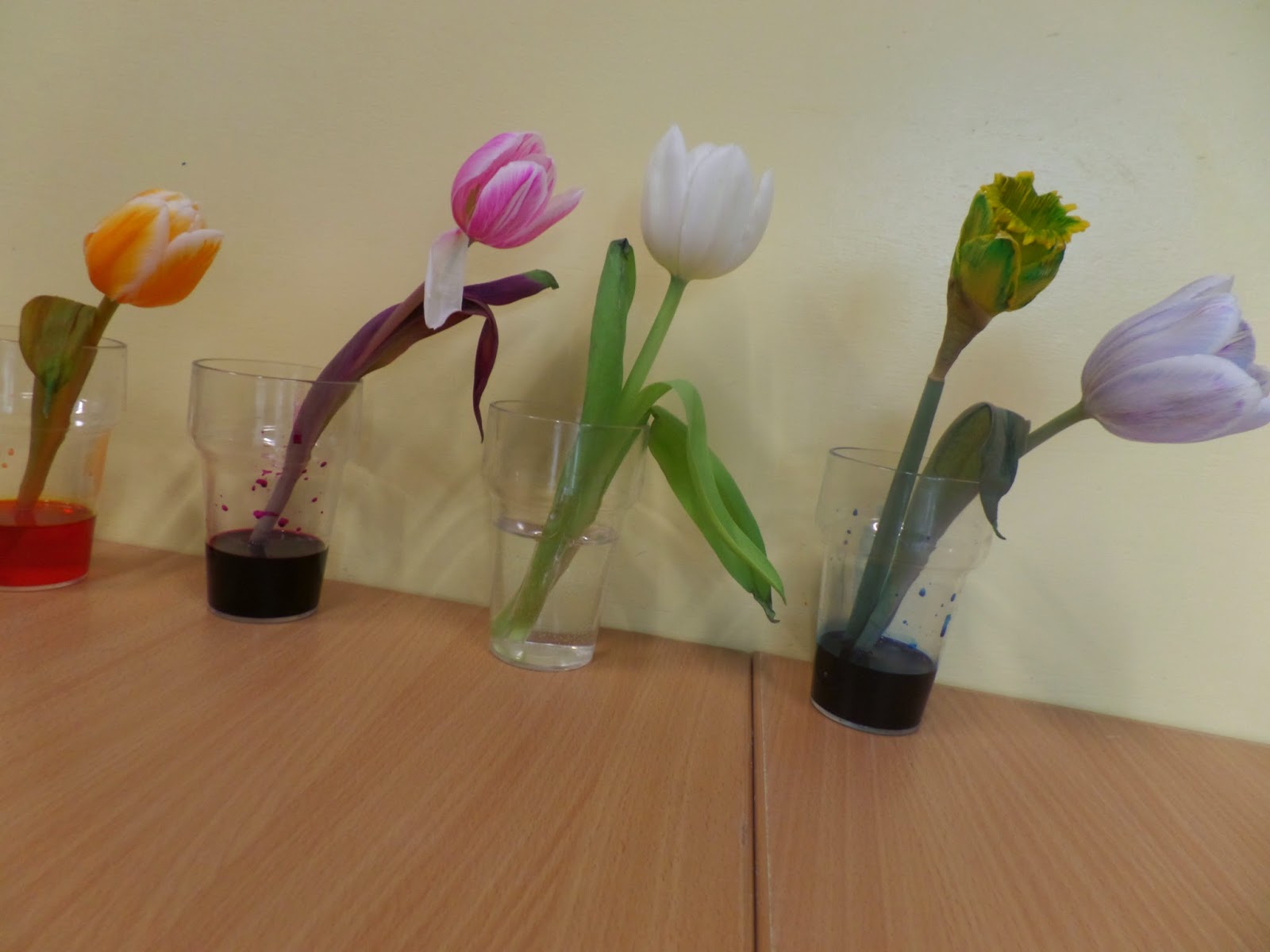 Hoe Drinken Bloemen We Zetten Witte Tulpen In Een Vaasje Rode