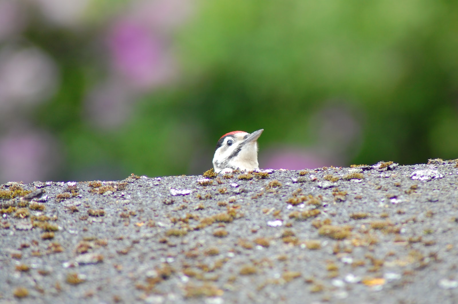 Baby Woodpecker