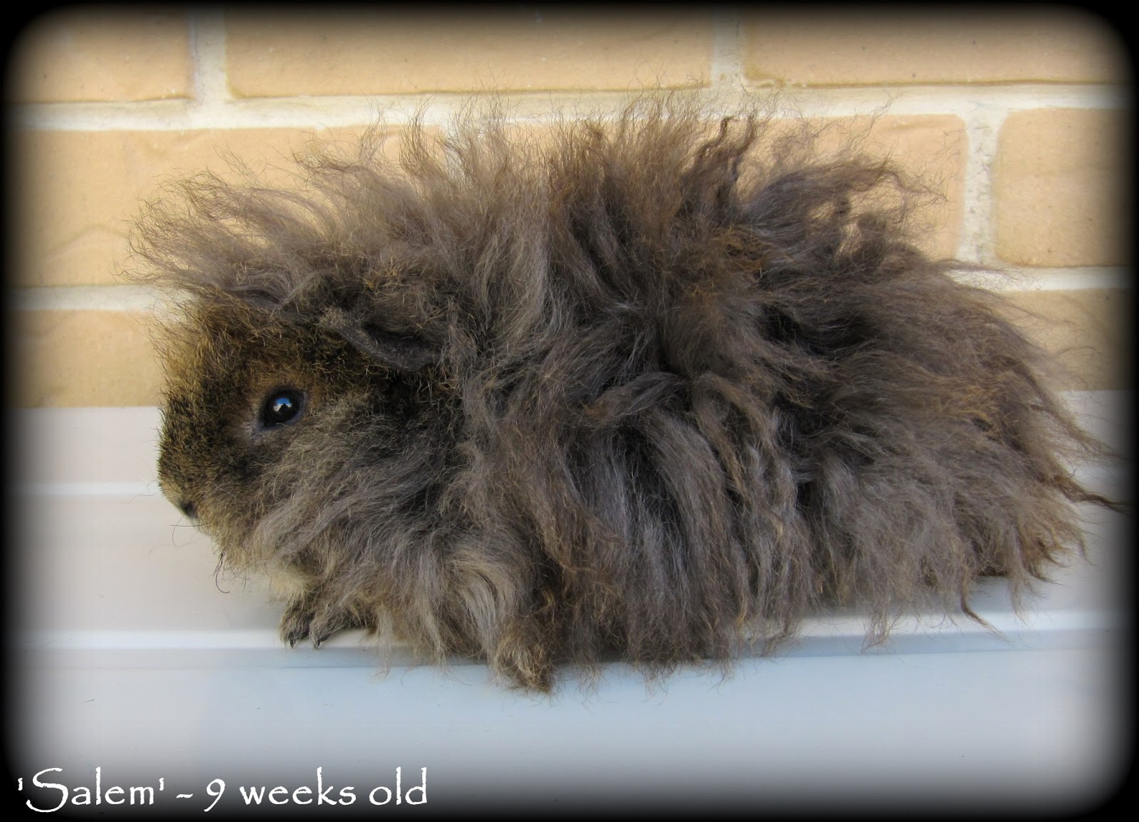 All Things Guinea Pig Our CurlySheba bub's are 9 weeks old