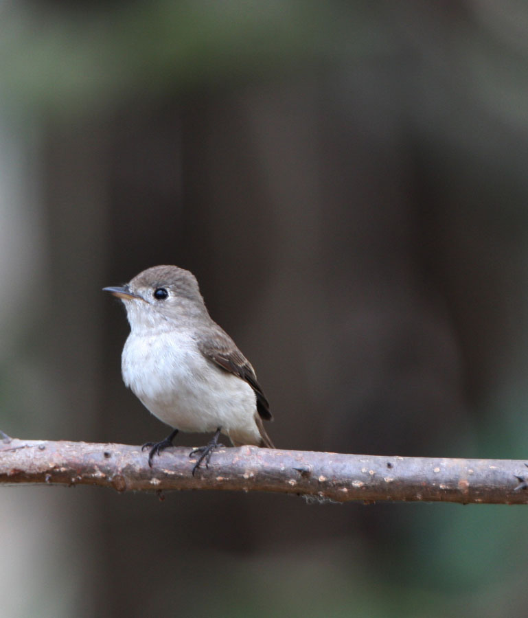 Mandy West Wildlife Photography Goan Birds