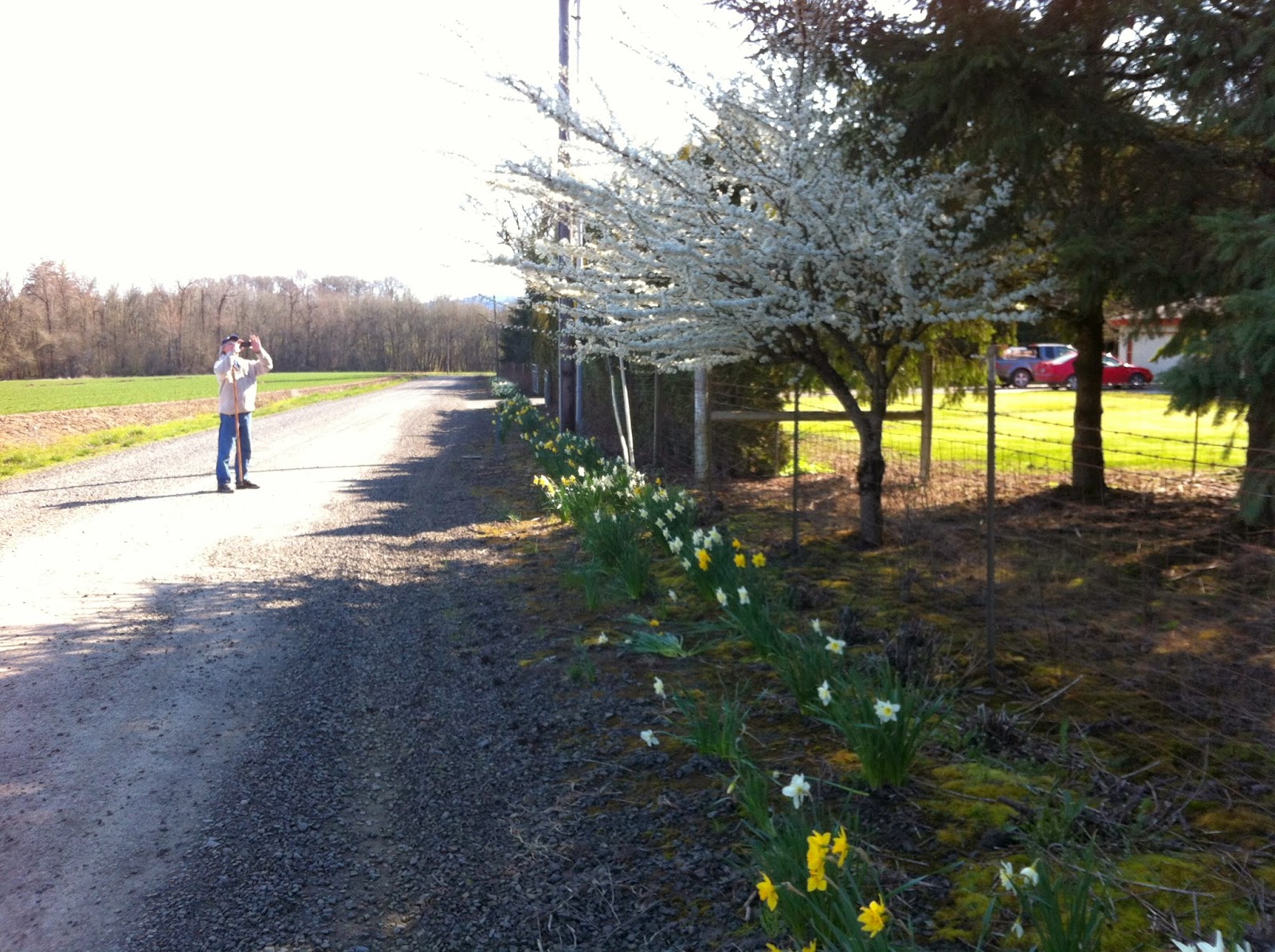Sanna's Bag Daffodil Hill