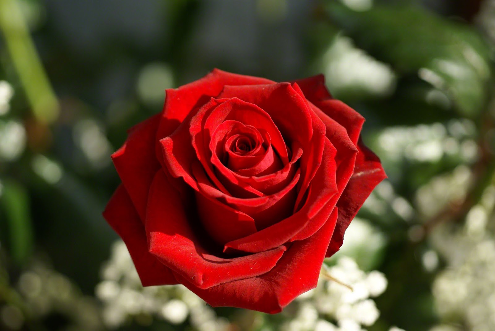 EL LENGUAJE DE LAS ROSAS QUE SIGNIFICA el lenguaje de las rosas que significa: