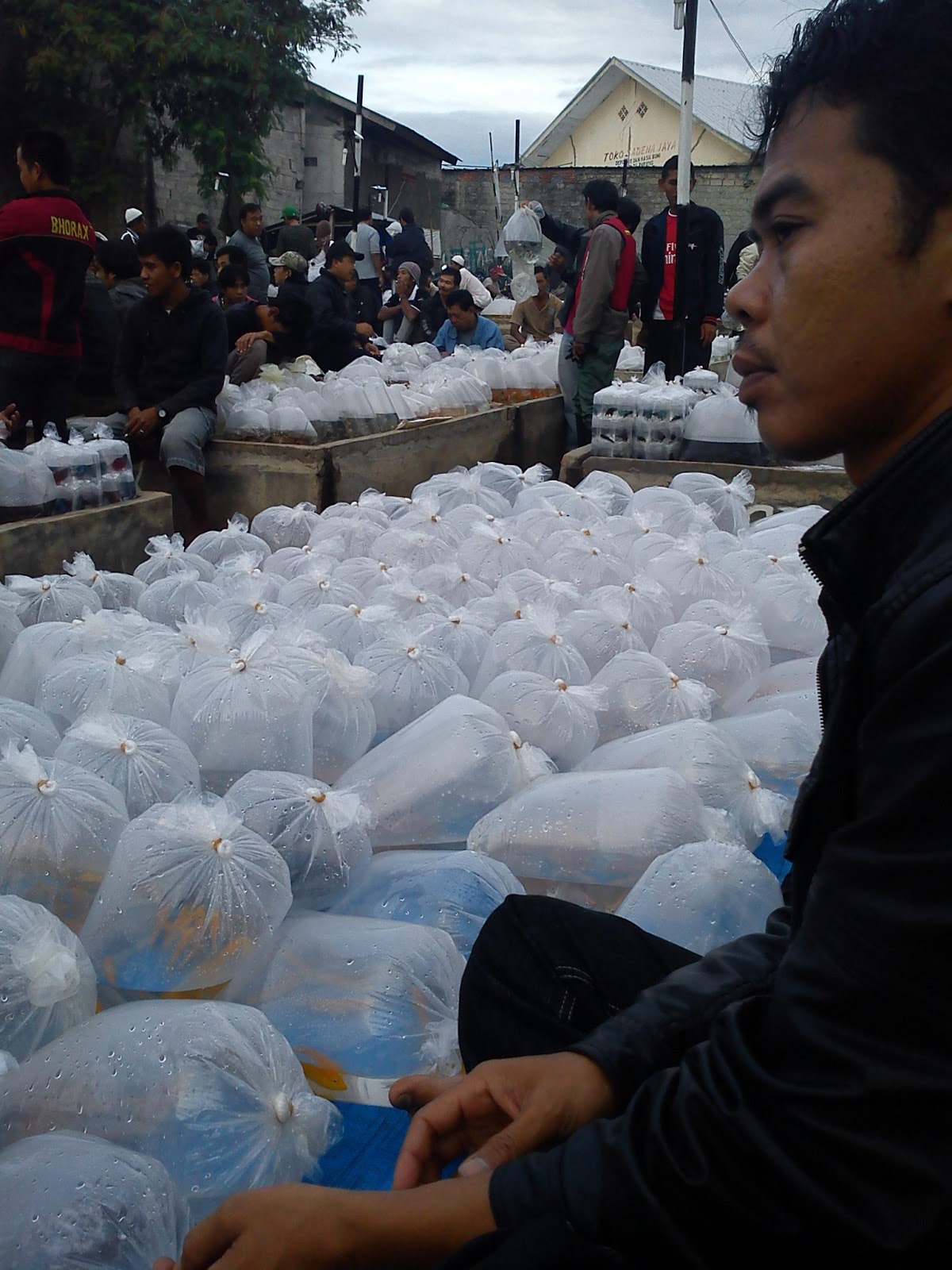Pasar Ikan Hias Parung, Pesona dalam Kesederhanaan