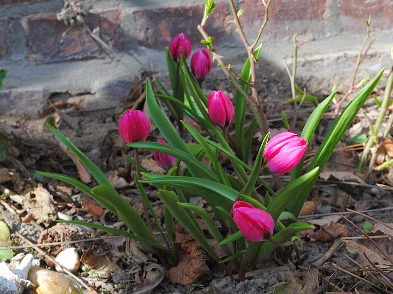 [Bild: tulipa+pulchella+violacea_2014015.jpg]