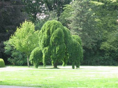Amazing and Funny Trees