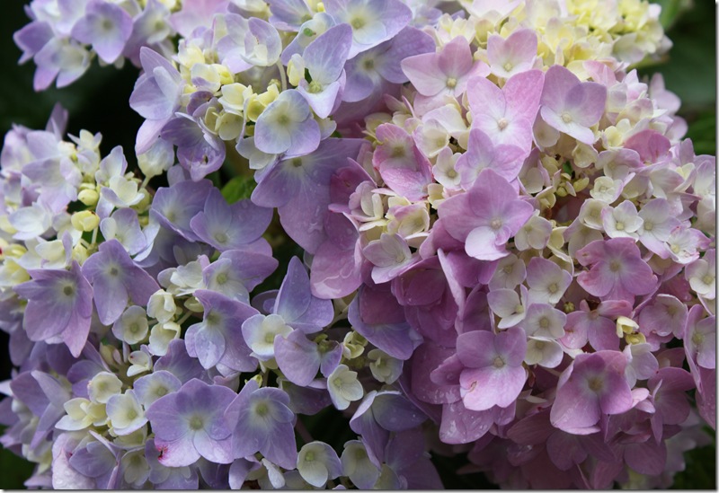 How To Grow Blushing Bride Hydrangea