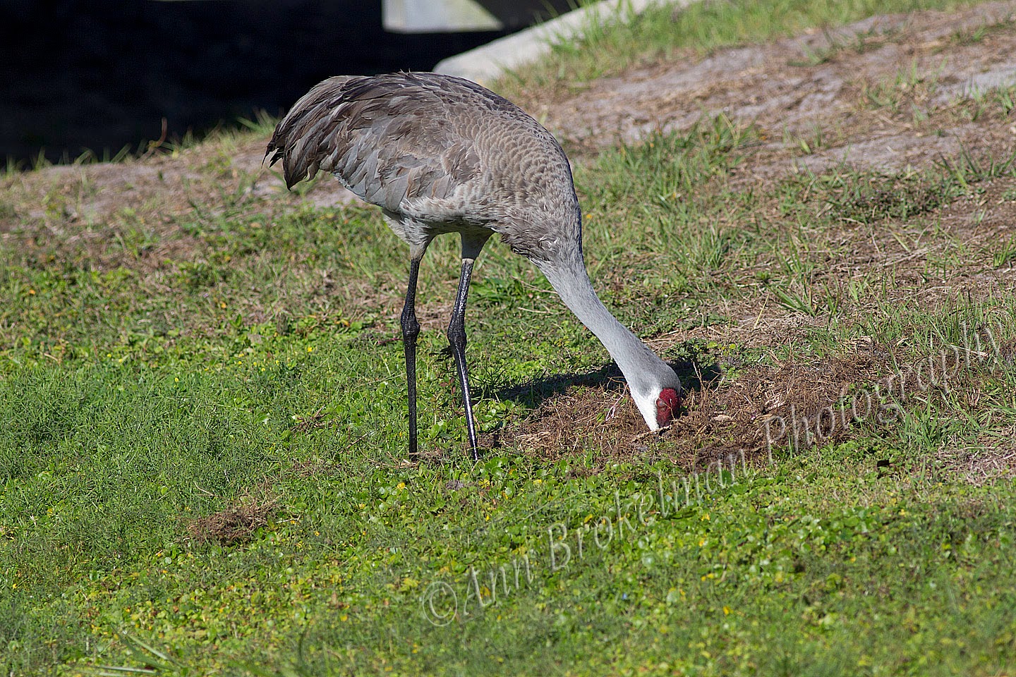Ann Brokelman Photography Sandhill Cranes in Florida 2014