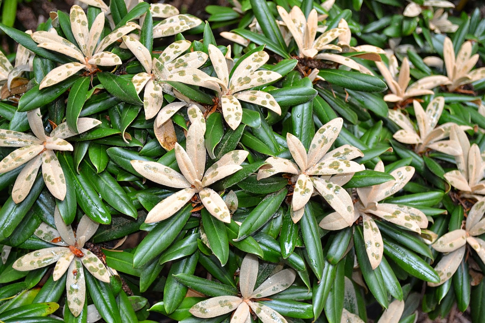 Seeing Rhododendrons Through Rose Colored Glasses The Dirt Diaries